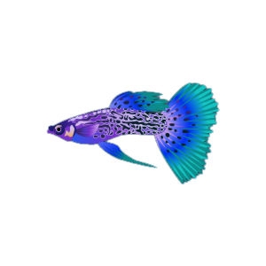 Ultaviolet Guppy